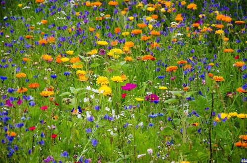 Pure wild flower mix premium - mix,
