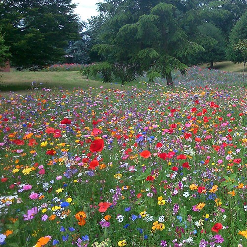 Wild flower seed - seed, mix