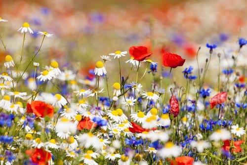 Wild flower seeds english - wild,