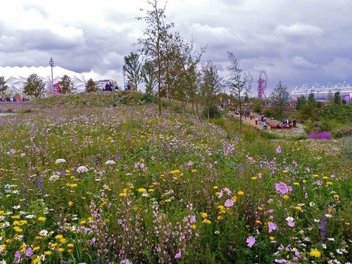 Ancient british meadow - meadow, wild