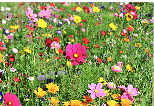 Wild flower seeds dwarf mix - dwarf,