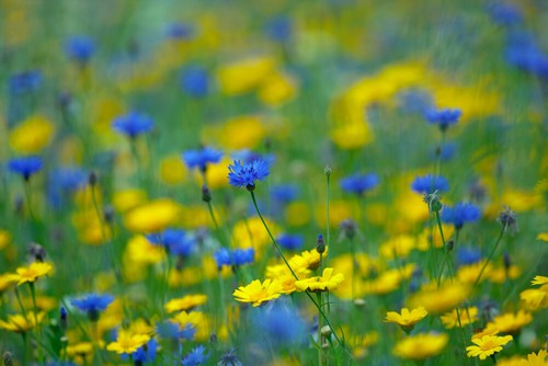 Wild flower meadow seed - flower,
