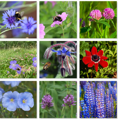 Meadow wild flower - flower, &