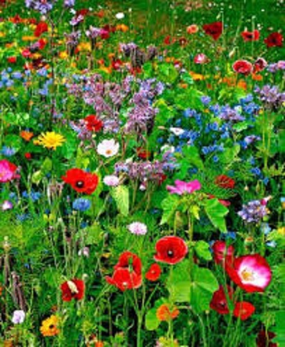 Premium meadow mix wildflower - mix,