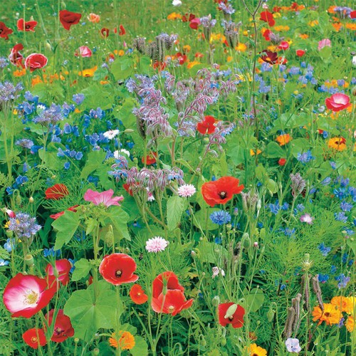 Wild flower premium seed - premium, mix