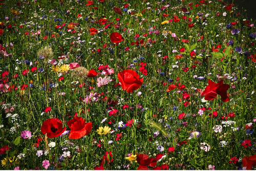 1kg wild flower meadow seeds - 1kg,