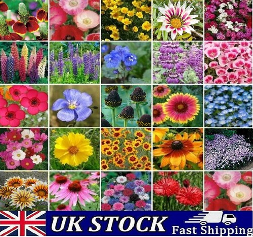 Great selection wild flower - wild,
