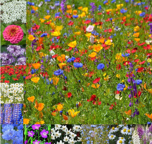 Wild flower meadow - uk, seeds