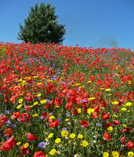 1kg wild flower seeds - wild,