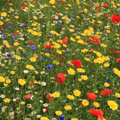 100 wild flower - wild,