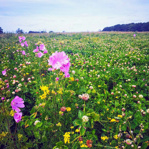 Wild flower seeds scented - wild,