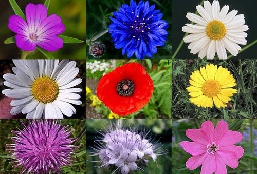 Meadow wild flower - butterfly, &