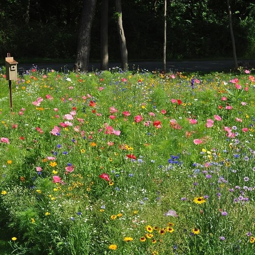 Wildflower meadow garden seeds - meadow,