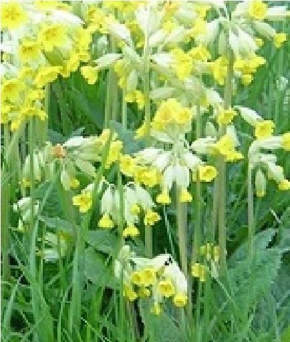 Economy wild flower - wild,