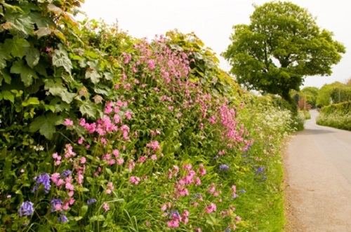 Woodland edge hedgerow shady - edge,
