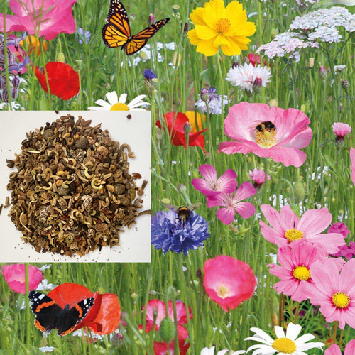 Simply scatter wild - scatter, flower