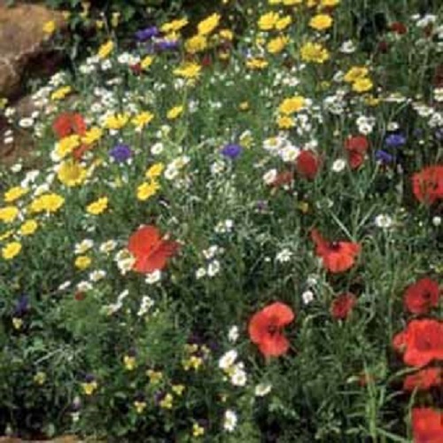 Wild flower grass - flower,