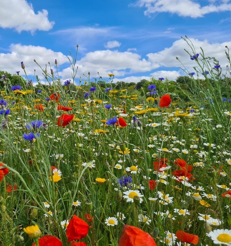 Wild flowers seeds mix - wild,