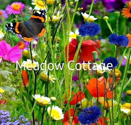 Wildflower meadow seed mix - wildflower,