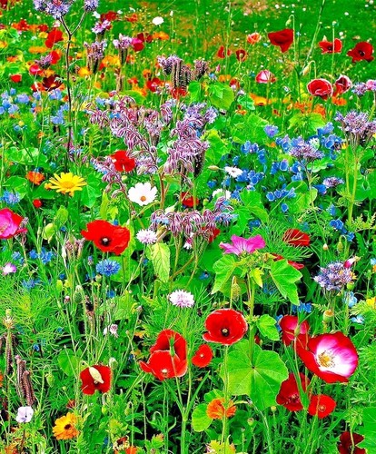 Meadow mix wildflower seeds