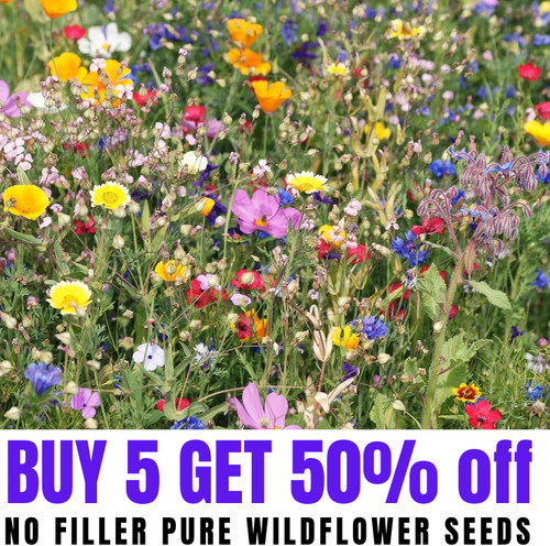 Wildflower mix flower - mix,