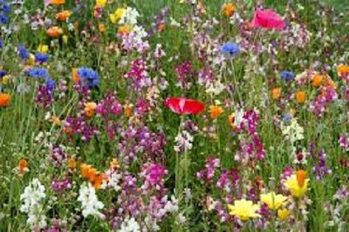 Pure wild flower seeds dry - pure,
