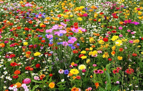 Meadow wild flower seeds - seeds, as
