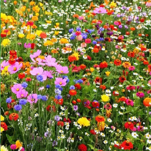 10kg wild flower - flower, seeds