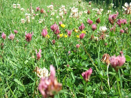 Cottage meadow garden eco - cottage,