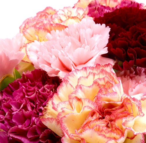 Mixed carnation scented - mixed, vienna