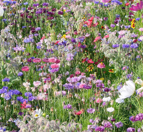Wild flower meadow seeds - flower,