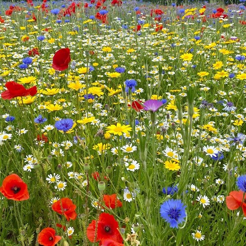 Welldales magic meadow - magic, mix