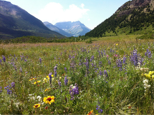 Wild flower seeds meadow - wild,