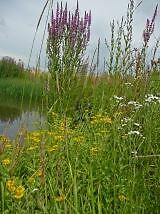 Wild flower mix - pond, edge