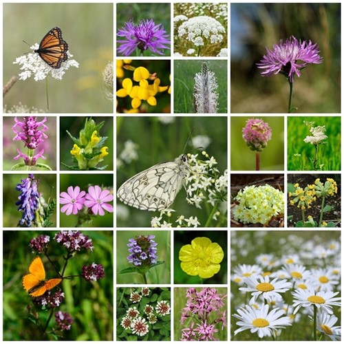 British native 100 wildflower - british, 100%