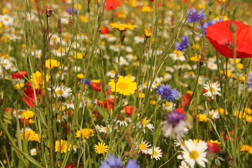 Wild flower meadow - wild,