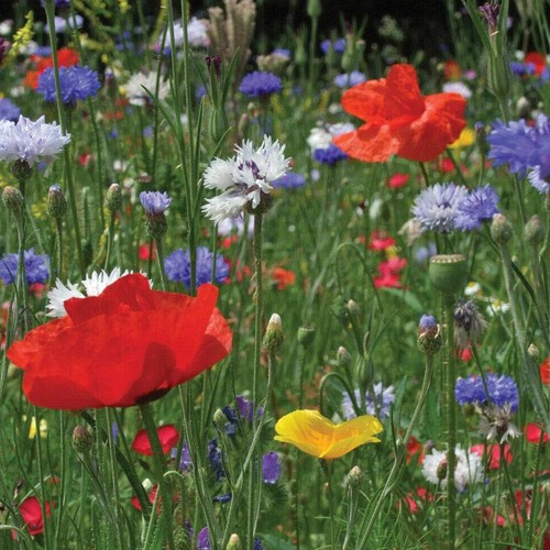 Cornfield cottage garden mix - cornfield,