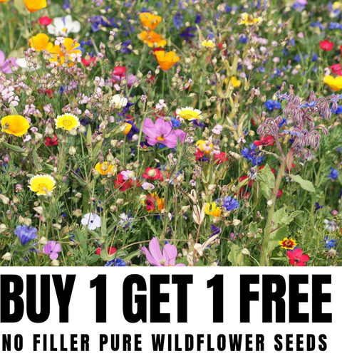 Wild flower meadow seeds - wild,