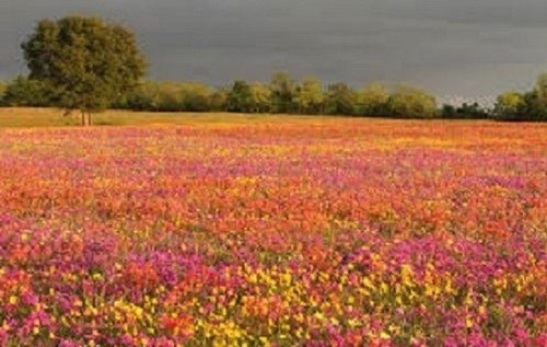 100 pure meadow wild flower - 100%,