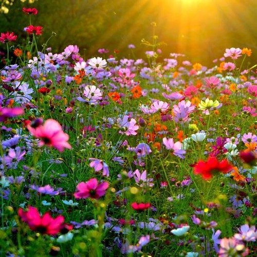 100 wild flower seeds - wild,
