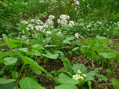Wild flower woodland - , meadow