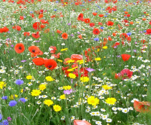 Wild flower seeds meadow mix - wild,