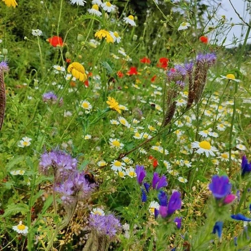 Eco meadow wildflower - wildflower, and
