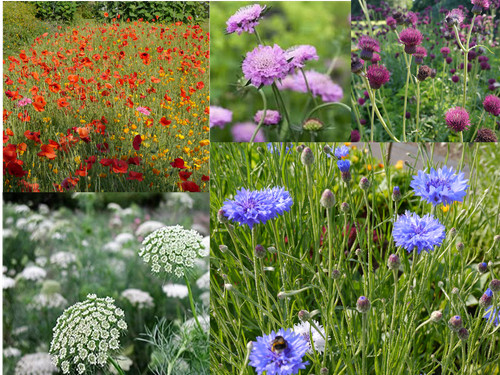 Meadow flower mix - mix, seeds