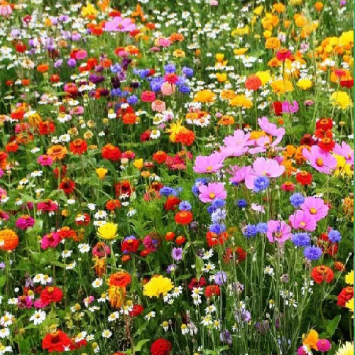 1kg wild flower - flower, meadow