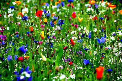 Pure wild flower meadow - flower,