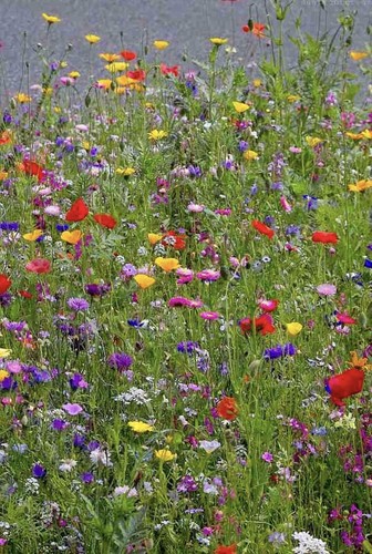 Wildflowers seed mix - g wildflowers,