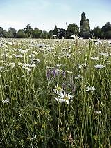 Wild flower mix wetlands - mix,