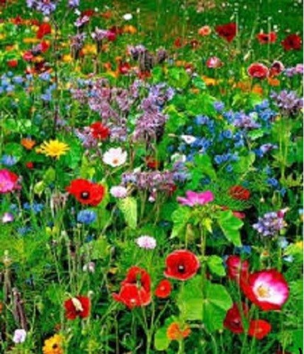 50g premium meadow mix - 50g,