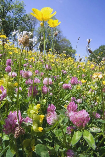 Flowering meadow seeds clay - flowering,